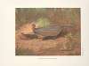 Bornean Argus Pheasant (Argusianus grayi).