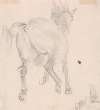 Study of a cantering horse