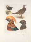 Plumages of the Black-throated Golden Pheasant (Chrysopolus pictus, var. obscurus).