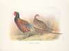 Strauch’s Pheasant (Phasianus colchicus strauchi).