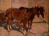 Horses