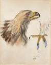 Study of the head and clutches of an eagle