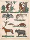 Natural History (Galerya obrazowa zwiérząt czyli Historya naturalna) Pl.02