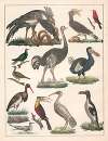 Natural History (Galerya obrazowa zwiérząt czyli Historya naturalna) Pl.03