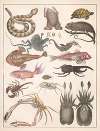 Natural History (Galerya obrazowa zwiérząt czyli Historya naturalna) Pl.04