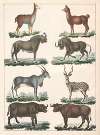 Natural History (Galerya obrazowa zwiérząt czyli Historya naturalna) Pl.05