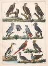 Natural History (Galerya obrazowa zwiérząt czyli Historya naturalna) Pl.06