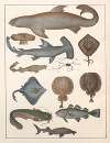 Natural History (Galerya obrazowa zwiérząt czyli Historya naturalna) Pl.07