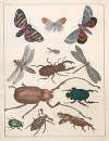 Natural History (Galerya obrazowa zwiérząt czyli Historya naturalna) Pl.08