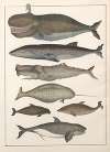 Natural History (Galerya obrazowa zwiérząt czyli Historya naturalna) Pl.09