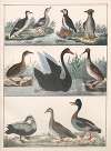 Natural History (Galerya obrazowa zwiérząt czyli Historya naturalna) Pl.10