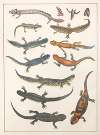 Natural History (Galerya obrazowa zwiérząt czyli Historya naturalna) Pl.11