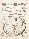 Natural History (Galerya obrazowa zwiérząt czyli Historya naturalna) Pl.12