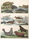 Natural History (Galerya obrazowa zwiérząt czyli Historya naturalna) Pl.13