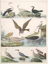Natural History (Galerya obrazowa zwiérząt czyli Historya naturalna) Pl.14