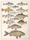 Natural History (Galerya obrazowa zwiérząt czyli Historya naturalna) Pl.15