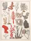 Natural History (Galerya obrazowa zwiérząt czyli Historya naturalna) Pl.16