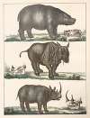 Natural History (Galerya obrazowa zwiérząt czyli Historya naturalna) Pl.17