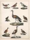 Natural History (Galerya obrazowa zwiérząt czyli Historya naturalna) Pl.18