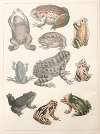 Natural History (Galerya obrazowa zwiérząt czyli Historya naturalna) Pl.19