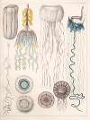 Natural History (Galerya obrazowa zwiérząt czyli Historya naturalna) Pl.20