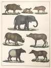 Natural History (Galerya obrazowa zwiérząt czyli Historya naturalna) Pl.21