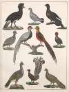 Natural History (Galerya obrazowa zwiérząt czyli Historya naturalna) Pl.22