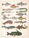 Natural History (Galerya obrazowa zwiérząt czyli Historya naturalna) Pl.23