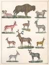 Natural History (Galerya obrazowa zwiérząt czyli Historya naturalna) Pl.25