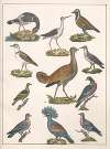 Natural History (Galerya obrazowa zwiérząt czyli Historya naturalna) Pl.26