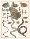 Natural History (Galerya obrazowa zwiérząt czyli Historya naturalna) Pl.27