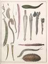 Natural History (Galerya obrazowa zwiérząt czyli Historya naturalna) Pl.28