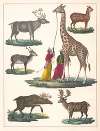 Natural History (Galerya obrazowa zwiérząt czyli Historya naturalna) Pl.29