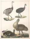 Natural History (Galerya obrazowa zwiérząt czyli Historya naturalna) Pl.30