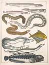 Natural History (Galerya obrazowa zwiérząt czyli Historya naturalna) Pl.31