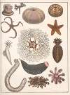 Natural History (Galerya obrazowa zwiérząt czyli Historya naturalna) Pl.32