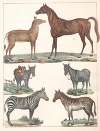Natural History (Galerya obrazowa zwiérząt czyli Historya naturalna) Pl.33