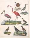 Natural History (Galerya obrazowa zwiérząt czyli Historya naturalna) Pl.34