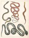 Natural History (Galerya obrazowa zwiérząt czyli Historya naturalna) Pl.35