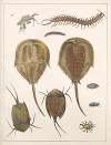Natural History (Galerya obrazowa zwiérząt czyli Historya naturalna) Pl.36