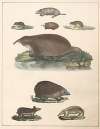 Natural History (Galerya obrazowa zwiérząt czyli Historya naturalna) Pl.37