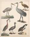 Natural History (Galerya obrazowa zwiérząt czyli Historya naturalna) Pl.38
