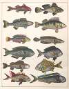 Natural History (Galerya obrazowa zwiérząt czyli Historya naturalna) Pl.39