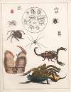 Natural History (Galerya obrazowa zwiérząt czyli Historya naturalna) Pl.40