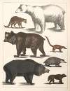 Natural History (Galerya obrazowa zwiérząt czyli Historya naturalna) Pl.41