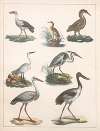 Natural History (Galerya obrazowa zwiérząt czyli Historya naturalna) Pl.42