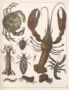 Natural History (Galerya obrazowa zwiérząt czyli Historya naturalna) Pl.44