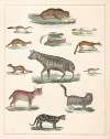 Natural History (Galerya obrazowa zwiérząt czyli Historya naturalna) Pl.45