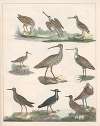 Natural History (Galerya obrazowa zwiérząt czyli Historya naturalna) Pl.46