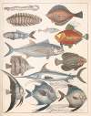 Natural History (Galerya obrazowa zwiérząt czyli Historya naturalna) Pl.47